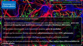 Neuronas v/s
Células gliales
- Tamaño más pequeño que el de las neuronas
- Al igual que las neuronas presentan extensiones que salen desde sus cuerpos celulares, pero son
menos prolongadas que dendritas y axones y cumplen funciones diferentes
- No participan directamente en la transmisión sináptica, pero la modulan
- Al igual que las neuronas liberan sustancias o gliotransmisores como ATP y glutamato
- Establecen un microambiente celular ideal para la supervivencia y actividad neuronal
- Al igual que las neuronas presentan diversidad morfológica. Hay varios tipos diferenciables de
células gliales
- Astrocitos, microglia, neuronas
8
 