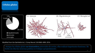 Células gliales
-Aunque las células gliales no transmiten potenciales de acción, ellas realizan importantes funciones. De
hecho sin ellas las neuronas podrían no trabajar apropiadamente.
45-75%
19-40%
10%
oligodendrocytes
astrocytes
microglia
Modified from Von Bartheld et al., J Comp Neurol, 524:3865–3895, 2016.
9
 