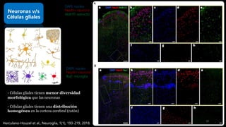 Neuronas v/s
Células gliales
- Células gliales tienen menor diversidad
morfológica que las neuronas
- Células gliales tienen una distribución
homogénea en la corteza cerebral (ratón)
DAPI: núcleo
NeuN= neurona
Aldh1l1: astrocito
DAPI: núcleo
NeuN= neurona
Iba1: microglia
Herculano-Houzel et al., Neuroglia, 1(1), 193-219, 2018.
10
 