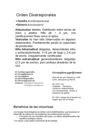 Beneficios de las micorrizas
Los hongos micorrizógenos se utilizan como biofertilizantes, que favorecen el
desarrollo de cultivos sin los problemas de contaminación química:
   • Formación de una microflora del suelo y un rápido restablecimiento del
      equilibrio ecológico natural.
• Un mayor y más rápido crecimiento de las plantas.
 