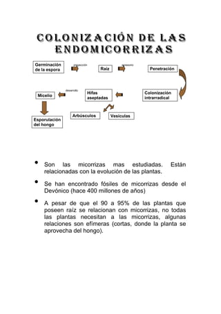 Germinación          proyección                apresorio
de la espora                       Raíz                      Penetración



               desarrollo
                              Hifas                        Colonización
 Micelio
                              aseptadas                    intrarradical



                    Arbúsculos            Vesículas
Esporulación
del hongo




•   Son las micorrizas mas estudiadas.                                 Están
    relacionadas con la evolución de las plantas.

•   Se han encontrado fósiles de micorrizas desde el
    Devónico (hace 400 millones de años)

•   A pesar de que el 90 a 95% de las plantas que
    poseen raíz se relacionan con micorrizas, no todas
    las plantas necesitan a las micorrizas, algunas
    relaciones son efímeras (cortas, donde la planta se
    aprovecha del hongo).
 