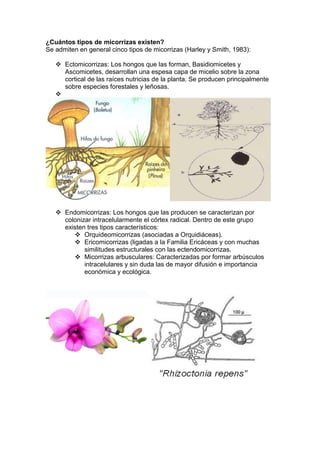 ¿Cuántos tipos de micorrizas existen?
Se admiten en general cinco tipos de micorrizas (Harley y Smith, 1983):

    Ectomicorrizas: Los hongos que las forman, Basidiomicetes y
     Ascomicetes, desarrollan una espesa capa de micelio sobre la zona
     cortical de las raíces nutricias de la planta. Se producen principalmente
     sobre especies forestales y leñosas.
   




    Endomicorrizas: Los hongos que las producen se caracterizan por
     colonizar intracelularmente el córtex radical. Dentro de este grupo
     existen tres tipos característicos:
         Orquideomicorrizas (asociadas a Orquidiáceas).
         Ericomicorrizas (ligadas a la Familia Ericáceas y con muchas
            similitudes estructurales con las ectendomicorrizas.
         Micorrizas arbusculares: Caracterizadas por formar arbúsculos
            intracelulares y sin duda las de mayor difusión e importancia
            económica y ecológica.
 