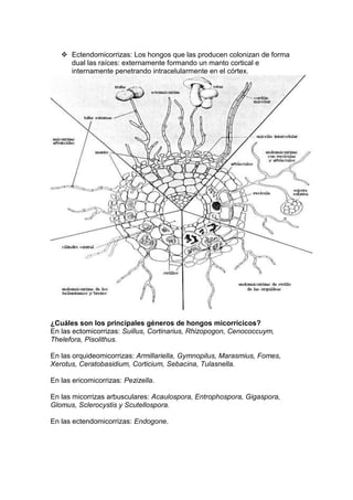  Ectendomicorrizas: Los hongos que las producen colonizan de forma
     dual las raíces: externamente formando un manto cortical e
     internamente penetrando intracelularmente en el córtex.




¿Cuáles son los principales géneros de hongos micorrícicos?
En las ectomicorrizas: Suillus, Cortinarius, Rhizopogon, Cenococcuym,
Thelefora, Pisolithus.

En las orquideomicorrizas: Armillariella, Gymnopilus, Marasmius, Fomes,
Xerotus, Ceratobasidium, Corticium, Sebacina, Tulasnella.

En las ericomicorrizas: Pezizella.

En las micorrizas arbusculares: Acaulospora, Entrophospora, Gigaspora,
Glomus, Sclerocystis y Scutellospora.

En las ectendomicorrizas: Endogone.
 