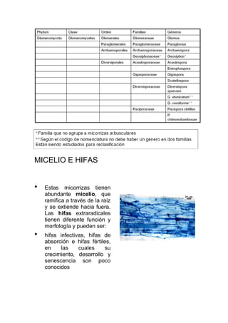 MICELIO E HIFAS


•   Estas micorrizas tienen
    abundante micelio, que
    ramifica a través de la raíz
    y se extiende hacia fuera.
    Las hifas extraradicales
    tienen diferente función y
    morfología y pueden ser:
•   hifas infectivas, hifas de
    absorción e hifas fértiles,
    en     las    cuales    su
    crecimiento, desarrollo y
    senescencia son poco
    conocidos
 