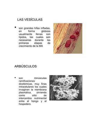 LAS VESÍCULAS

•   son grandes hifas infladas,
    en      forma      globosa
    usualmente llenas con
    lípidos, las cuales son
    necesarias durante las
    primeras     etapas     de
    crecimiento de la MA




ARBÚSCULOS


•   son            minúsculas
    ramificaciones
    dicotómicas, muy finas
    intracelulares los cuales
    invaginan la membrana
    plasmática,       sirviendo
    como         sitio       de
    intercambio nutrimental
    entre el hongo y el
    hospedero.
 