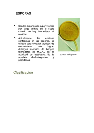 ESPORAS


•    Son los órganos de supervivencia
     por largo tiempo en el suelo
     cuando no hay hospederos al
     alcance
•    Actualmente,       las    enzimas
     contenidas en las esporas, se
     utilizan para efectuar técnicas de
     electroforesis      que      logran
     distinguir especies de hongos
     formadores de M.V.A., por la
     actividad de esterasas, de la         Glomus ambisporum
     amalato      deshidrogenasa       y
     peptidasas




Clasificación
 