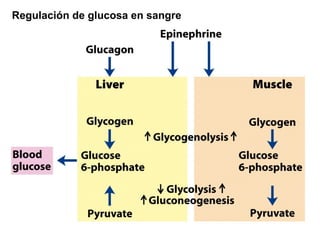 Regulación de glucosa en sangre 