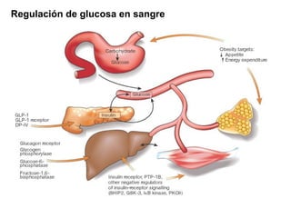 Regulación de glucosa en sangre 
