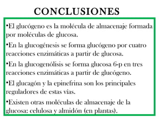 CONCLUSIONES   El glucógeno es la molécula de almacenaje formada por moléculas de glucosa. En la glucogénesis se forma glucógeno por cuatro reacciones enzimáticas a partir de glucosa. En la glucogenólisis se forma glucosa 6-p en tres reacciones enzimáticas a partir de glucógeno. El glucagón y la epinefrina son los principales reguladores de estas vías. Existen otras moléculas de almacenaje de la glucosa: celulosa y almidón (en plantas). 