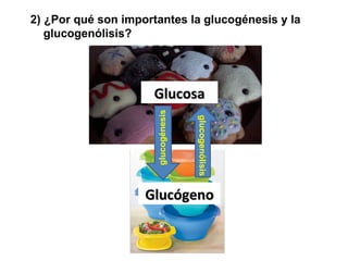 2) ¿Por qué son importantes la glucogénesis y la glucogenólisis? Glucosa glucogénesis glucogenólisis Glucógeno 