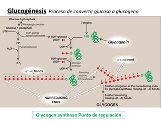Glucogénesis   Proceso de convertir glucosa a glucógeno Glycogen synthasa Punto de regulación 