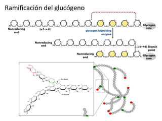 Ramificación del glucógeno 