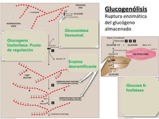 Glucogenólisis Ruptura enzimática  del glucógeno  almacenado Glucogeno fosforilasa: Punto de regulación Glucosidasa lisosomal. Enzima desramificante Glucosa 6-fosfatasa 