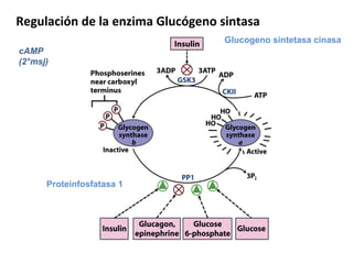 Regulación de la enzima Glucógeno sintasa Glucogeno sintetasa cinasa cAMP (2°msj) Proteinfosfatasa 1 