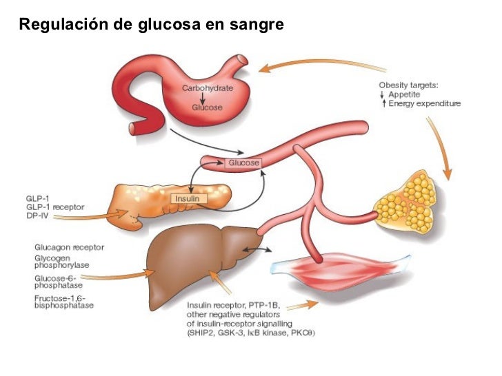 Clase glucógeno Clase glucógeno