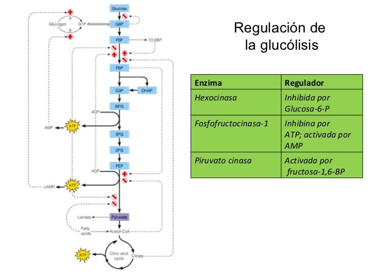 Clase glucólisis Clase glucólisis