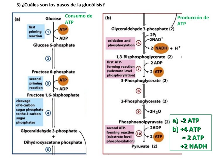 Clase glucólisis