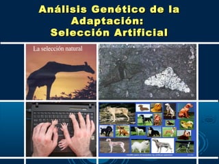 Análisis Genético de la
     Adaptación:
 Selección Artificial
 