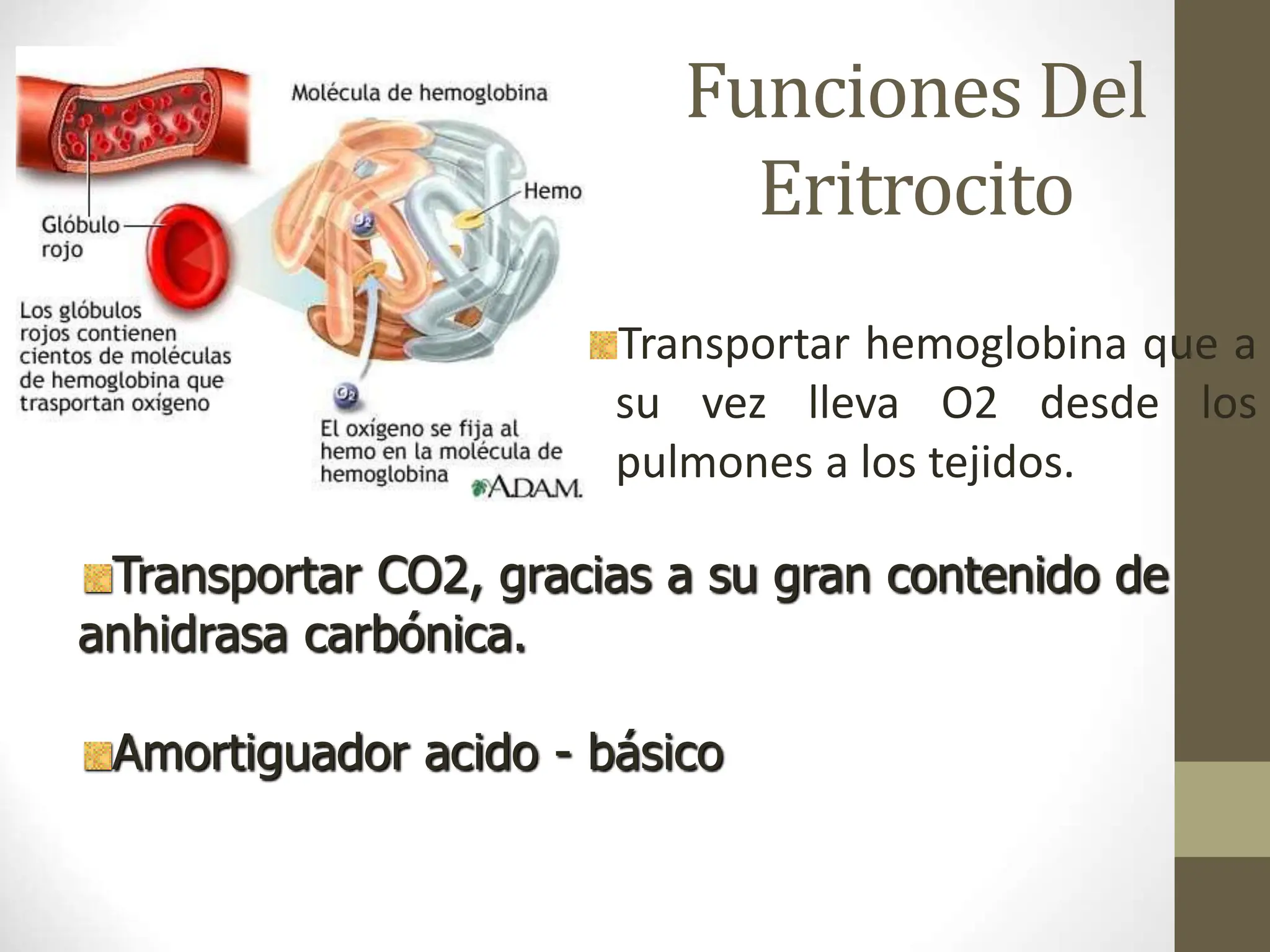 clase GR y hemoglobina.ppt