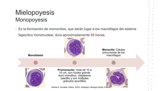 clase hematopoyesis pediatria 2024..pptx