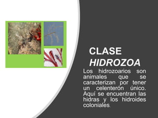 CLASE
HIDROZOA
Los hidrozoarios son
animales que se
caracterizan por tener
un celenterón único.
Aquí se encuentran las
hidras y los hidroides
coloniales.
 