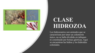 CLASE
HIDROZOA
Los hidrozoarios son animales que se
caracterizan por tener un celenterón
único, no se halla dividido en tabiques
ni constituido por bolsas gástricas. Aquí
se encuentran las hidras y los hidroides
coloniales.
 