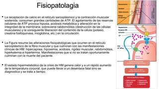 Fisiopatolagia
• La recaptación de calcio en el retículo sarcoplásmico y la contracción muscular
sostenida, consumen grandes cantidades de ATP. El agotamiento de las reservas
celulares de ATP provoca hipoxia, acidosis metabólica y alteración en la
integridad de la membrana; sobreviene rabdomiólisis (destrucción de las células
musculares) y la consiguiente liberación del contenido de la célula (potasio,
creatina fosfoquinasa, mioglobina, etc.) en la circulación.
• La Figura resume las alteraciones fisiopatológicas que ocurren en el retículo
sarcoplásmico de la fibra muscular y que culminan con las manifestaciones
clínicas de HM: hipercapnea, hipoxemia, acidosis, rigidez muscular, rabdomiólisis,
hiperkalemia e hipertermia. Manifestaciones que si no se tratan oportunamente
culminan con la muerte del paciente.
• El estado hipermetabólico de la crisis de HM genera calor y a un rápido aumento
de la temperatura corporal, que puede llevar a un desenlace fatal sino se
diagnostica y se trata a tiempo.
 