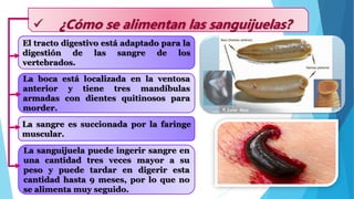 Clase hirudinea (sanguijuelas) | PPTX