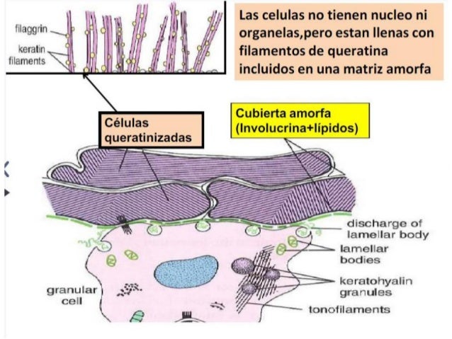 Histología de la Piel USMP