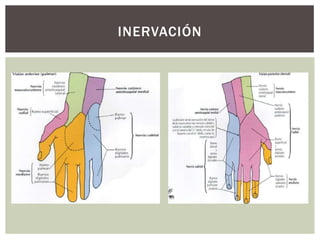 INERVACIÓN
 