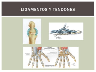 LIGAMENTOS Y TENDONES
 