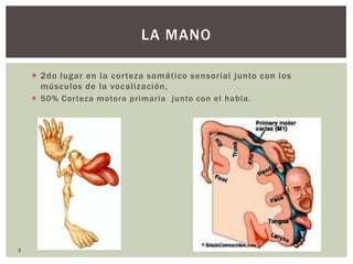 LA MANO

     2do lugar en la cor teza somático sensorial junto con los
      músculos de la vocalización,
     50% Cor teza motora primaria junto con el habla.




3
 