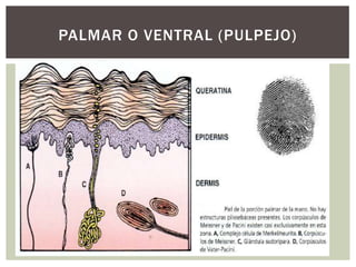 PALMAR O VENTRAL (PULPEJO)
 