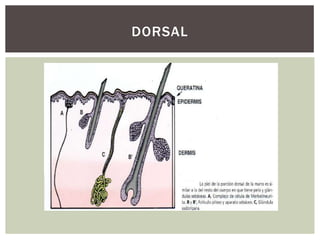DORSAL
 