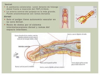 Ve n t r a l
 A . p a l m a r e s c o l a te r a l e s ( u n e n d e l a n te d e f a l a n g e
   d i s t a l f r e n te a i n s e r c i ó n d e l F D P ) . 0 . 5 m m .
 L a a r te r i a c e n t r a l d e l p u l p ej o e s l a m á s g r a n d e .
   P u e d e a n a s to m o s a r s e c o n r a m a s d o r s a l e s
dor sal
 Solo el pulgar tiene autonomía vascular en
  su cara dor sal.
 Resto de dedos por el sistema
  intermetacarpiano dor sal y ramas del
  espacio interóseo.
 