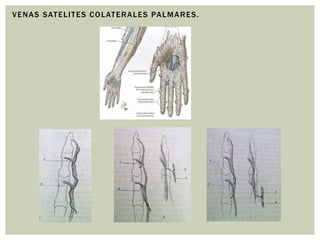 V E N A S S AT E L I T E S C O L AT E R A L E S PA L M A R E S .
 