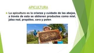 APICULTURA
 La apicultura es la crianza y cuidado de las abejas,
a través de esta se obtienen productos como miel,
jalea real, propóleo, cera y polen.
 