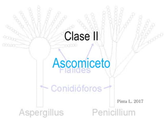 Clase II
Ascomiceto
Pinta L. 2017
 