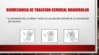 BIOMECANICA DE TRACCION CERVICAL MANDIBULAR
• EL MOVIMIENTO DE LA CORONAY RAICEZ DE LOS MOLARES DEPENDE DE LAS NECESIDADES
DEL PACIENTE
 