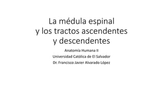 La médula espinal
y los tractos ascendentes
y descendentes
Anatomía Humana II
Universidad Católica de El Salvador
Dr. Francisco Javier Alvarado López
 