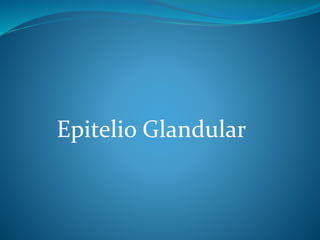 Epitelio Glandular 
 