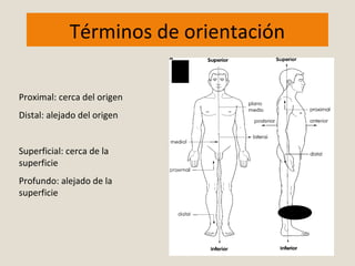 Términos de orientación 
Proximal: cerca del origen 
Distal: alejado del origen 
Superficial: cerca de la 
superficie 
Profundo: alejado de la 
superficie 
 