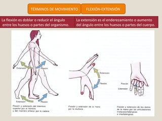TÉRMINOS DE MOVIMIENTO FLEXIÓN-EXTENSIÓN 
La flexión es doblar o reducir el ángulo 
entre los huesos o partes del organismo. 
La extensión es el enderezamiento o aumento 
del ángulo entre los huesos o partes del cuerpo. 
 