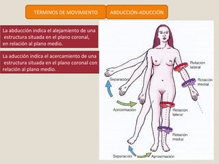 TÉRMINOS DE MOVIMIENTO ABDUCCIÓN-ADUCCIÓN 
La abducción indica el alejamiento de una 
estructura situada en el plano coronal, 
en relación al plano medio. 
La aducción indica el acercamiento de una 
estructura situada en el plano coronal con 
relación al plano medio. 
 