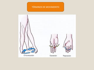 TÉRMINOS DE MOVIMIENTO 
 