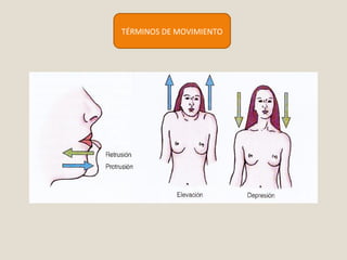 TÉRMINOS DE MOVIMIENTO 
 