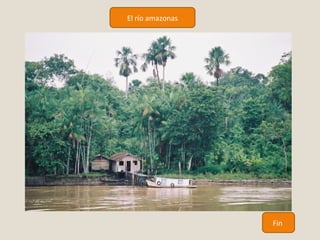 El río amazonas 
Fin 
