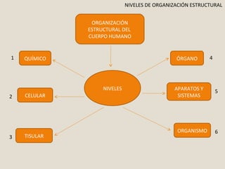NIVELES DE ORGANIZACIÓN ESTRUCTURAL 
ORGANIZACIÓN 
ESTRUCTURAL DEL 
CUERPO HUMANO 
QUÍMICO 
CELULAR 
TISULAR 
ÓRGANO 
APARATOS Y 
SISTEMAS 
ORGANISMO 
NIVELES 
1 
2 
3 
4 
5 
6 
 