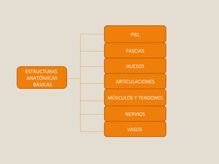 ESTRUCTURAS 
ANATÓMICAS 
BÁSICAS 
PIEL 
FASCIAS 
HUESOS 
ARTICULACIONES 
MÚSCULOS Y TENDONES 
NERVIOS 
VASOS 
 