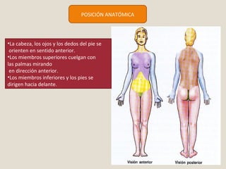 POSICIÓN ANATÓMICA 
•La cabeza, los ojos y los dedos del pie se 
orienten en sentido anterior. 
•Los miembros superiores cuelgan con 
las palmas mirando 
en dirección anterior. 
•Los miembros inferiores y los pies se 
dirigen hacia delante. 
 